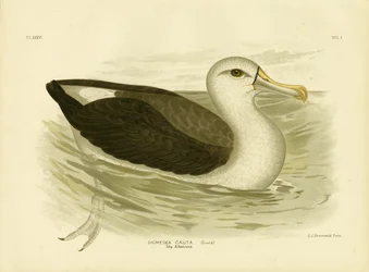 Albatros dalla Testa Bianca, 1891